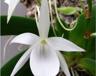 Angraecum leonis , Near blooming Angraecum orchid species. Beautiful pure white fragrant blooms.