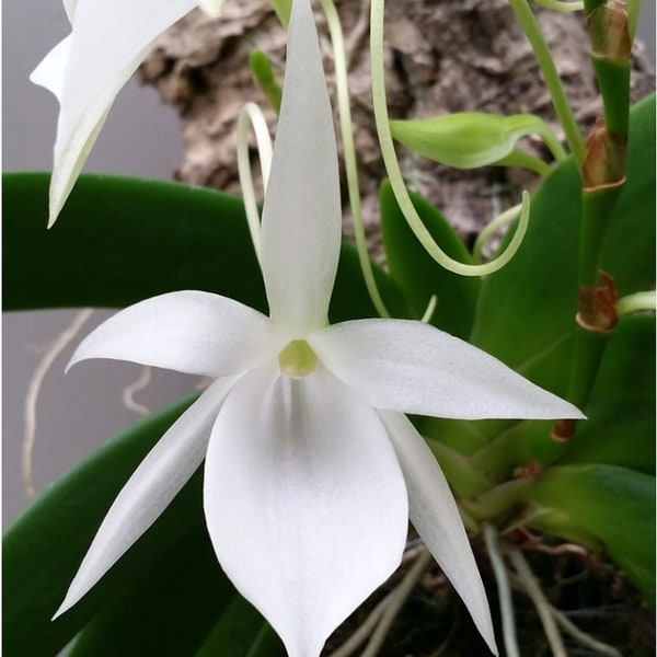 Angraecum leonis , Near blooming Angraecum orchid species. Beautiful pure white fragrant blooms.