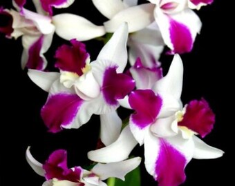 Lc Purple Cascade 'Sweet Beauty' Blooming size cattleya orchid clone. Fragrant beautiful color splash cattleya.