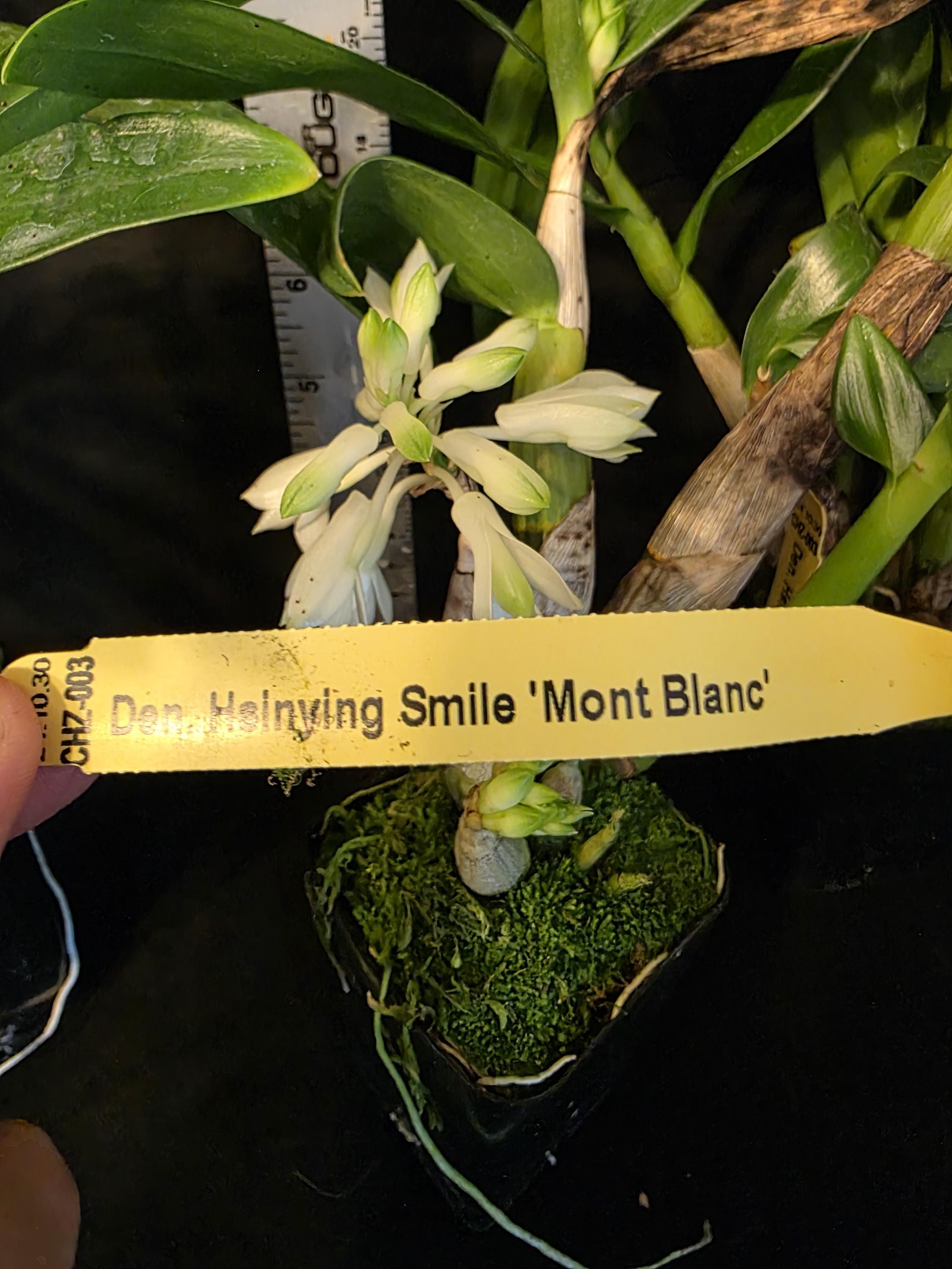 Dendrobium Hsinying Smile 'mont Blanc' Blooming Size Dendrobium