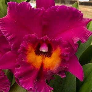 May include: Close-up of a vibrant Cattleya orchid flower. The petals are a deep magenta with ruffled edges. The center features a striking orange and yellow pattern with a white pistil, surrounded by green leaves.
