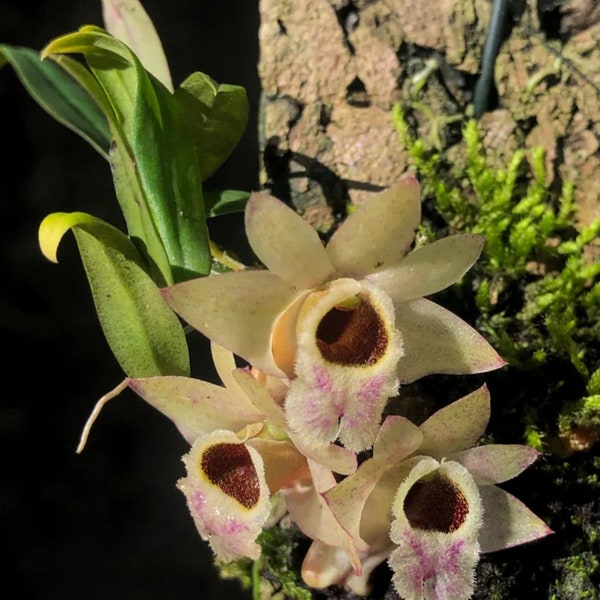 Dendrobium hekouense. Blooming size dendrobium Orchid species. Attractive miniature Orchid species.