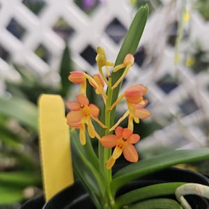 Vanda miniata blooming size orchid species. Beautiful bright orange blooms