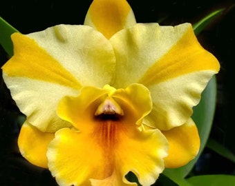 Rlc Nell Hammer 'STK' amazing cattleya clone. Near Blooming cattleya orchid clone in 2.5" pot