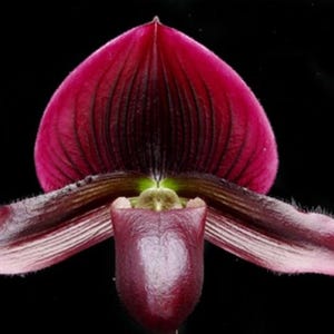 May include: Close-up of a vibrant orchid flower against a black background. The flower features a deep burgundy hue with darker veins and a lighter, almost pinkish edge on the petals. The flower's shape is unique and eye-catching.