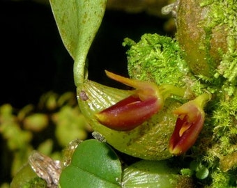 Bulbophyllum membranaceum. Blooming siE orchid species