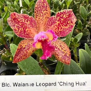 May include: Close-up of a vibrant orchid flower, the Blc. Waianae Leopard 'Ching Hua'. The petals are a mix of orange and yellow, speckled with red spots. The center features pink and yellow accents. Green leaves are in the background.