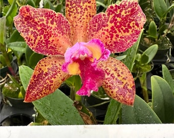 C. Waianae Leopard 'Ching Hua' (Rlc Peach Cobbler × C Penny Kuroda) blooming size cattleya orchid clone. Amazing highly fragrant blooms