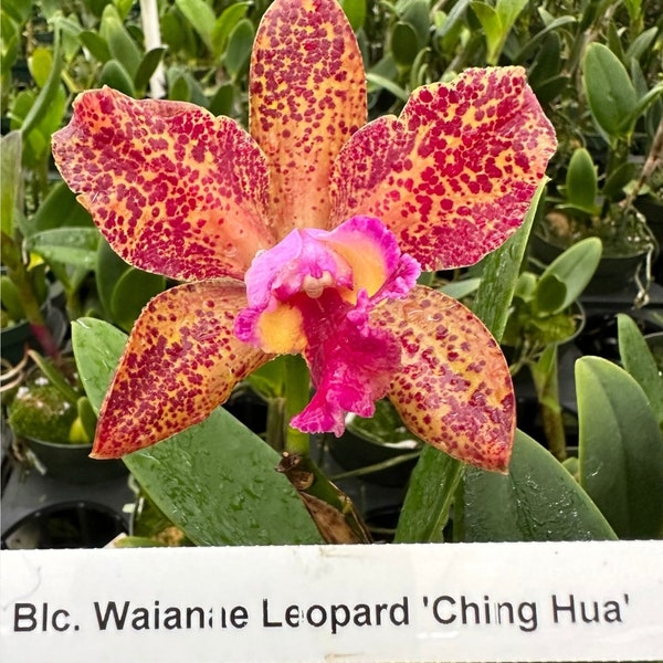 C. Waianae Leopard 'Ching Hua' (Rlc Peach Cobbler × C Penny Kuroda) blooming size cattleya orchid clone. Amazing highly fragrant blooms