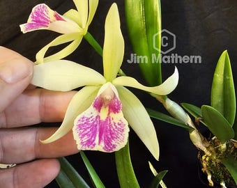 SC June Bug 'venice Sunshine' X Brassavola Nodosa. Blooming