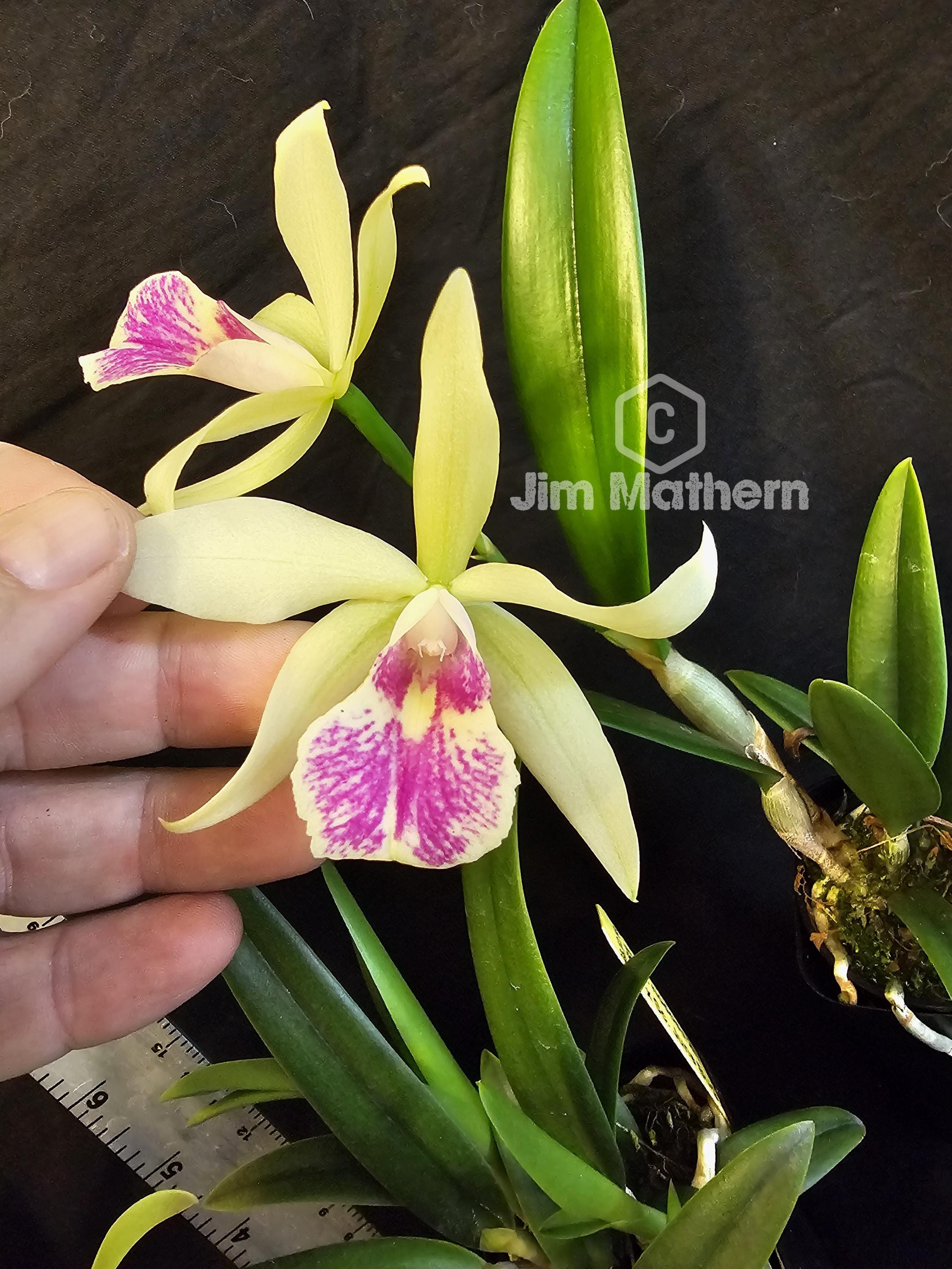 SC June Bug 'venice Sunshine' X Brassavola Nodosa. Blooming