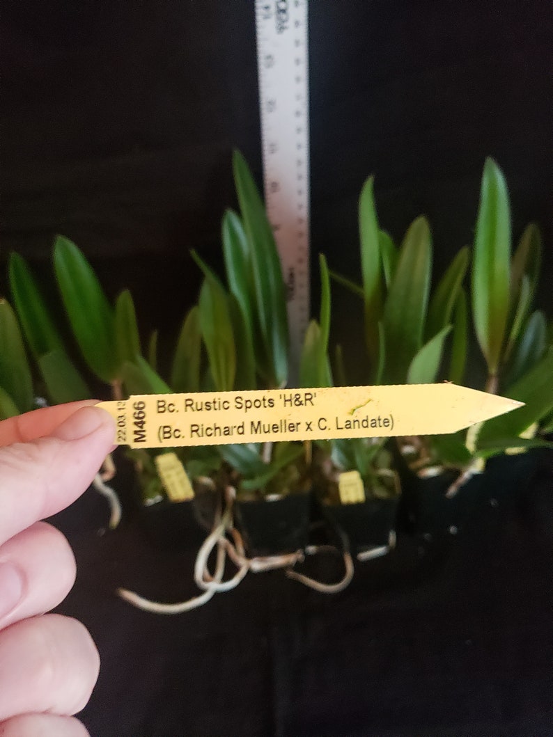 Bc Rustic Spots 'H&R' Blooming Size Brassavola - Etsy