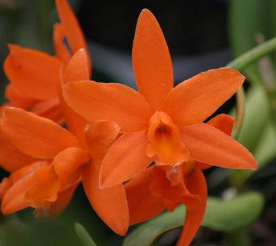 Rth Linda Vee 'NN' Blooming Size Cattleya Orchid Clone. Bright
