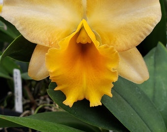 Rlc Bouton D'Or 'NN' Blooming size cattleya orchid hybrid. Beautiful fragrant creamy orange blooms. 4" pot mericlone