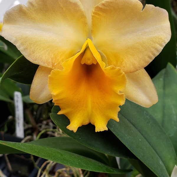Rlc Bouton D'Or 'NN' Blooming size cattleya orchid hybrid. Beautiful fragrant creamy orange blooms. 4" pot mericlone