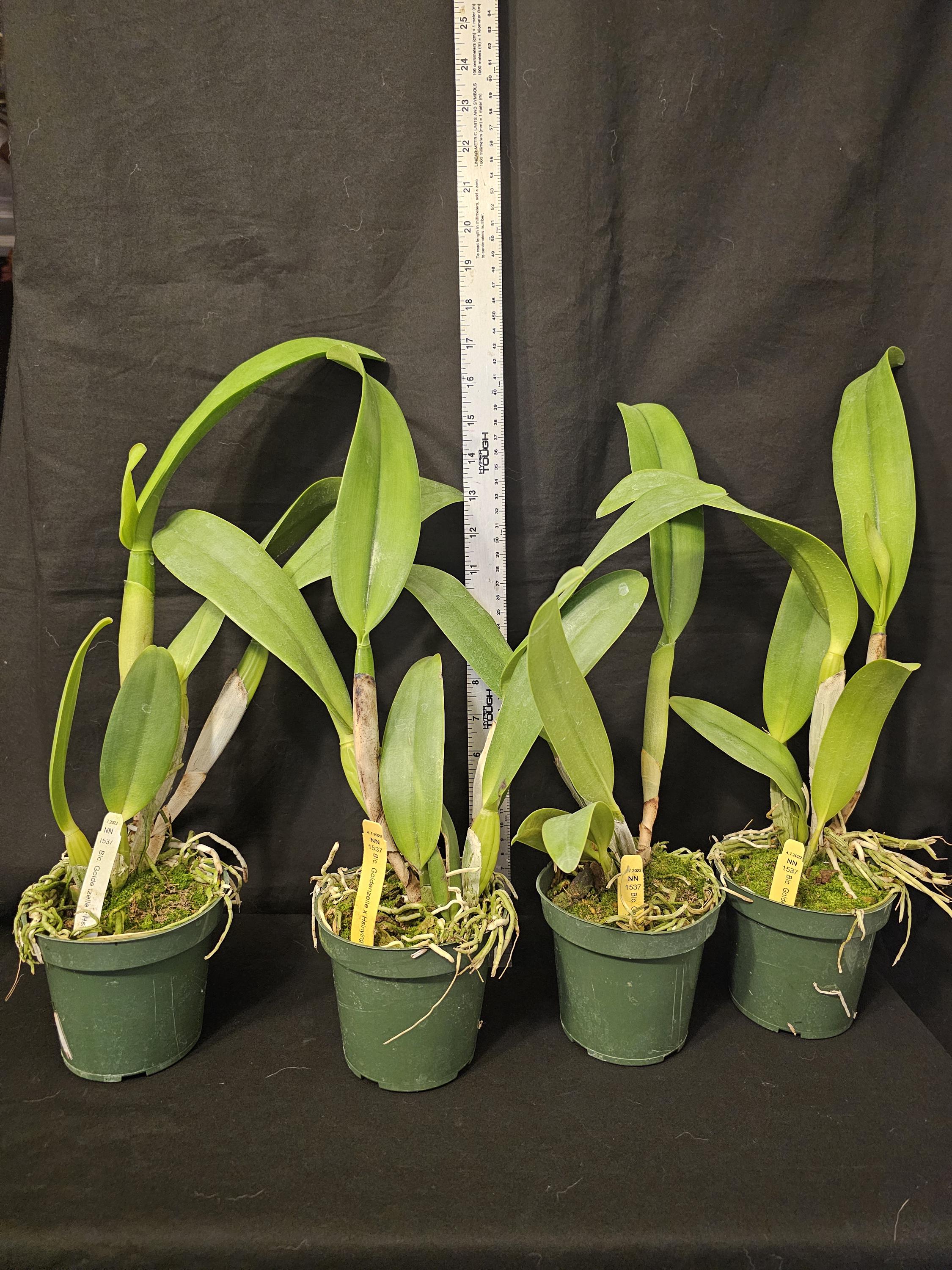 Rlc Goldenzelle X Hsinying Catherine, Large Blooming Size Cattleya