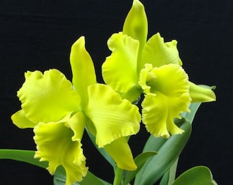 Rlc Sung Ya Green 'Mailman' young cattleya orchid clone. Bright green fragrant blooms.