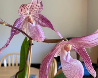 Paphiopedilum Dr Toot. Blooming size paphiopedilum orchid hybrid 5" pot