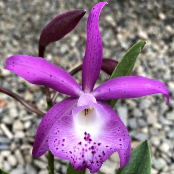 Bct Taiwan Mermaid 'STK' very nice sized blooming size plants. Vigorous growers and prolific bloomers. Fragrant