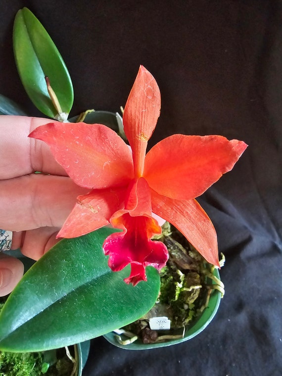 Lc Firedance 'patricia' Blooming Size Compact Growing Cattleya