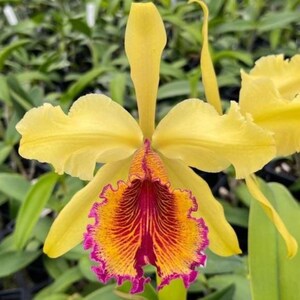 Cattleya Dowiana Fma Aurea 'hsinying' X Self. Rare Highly Sought
