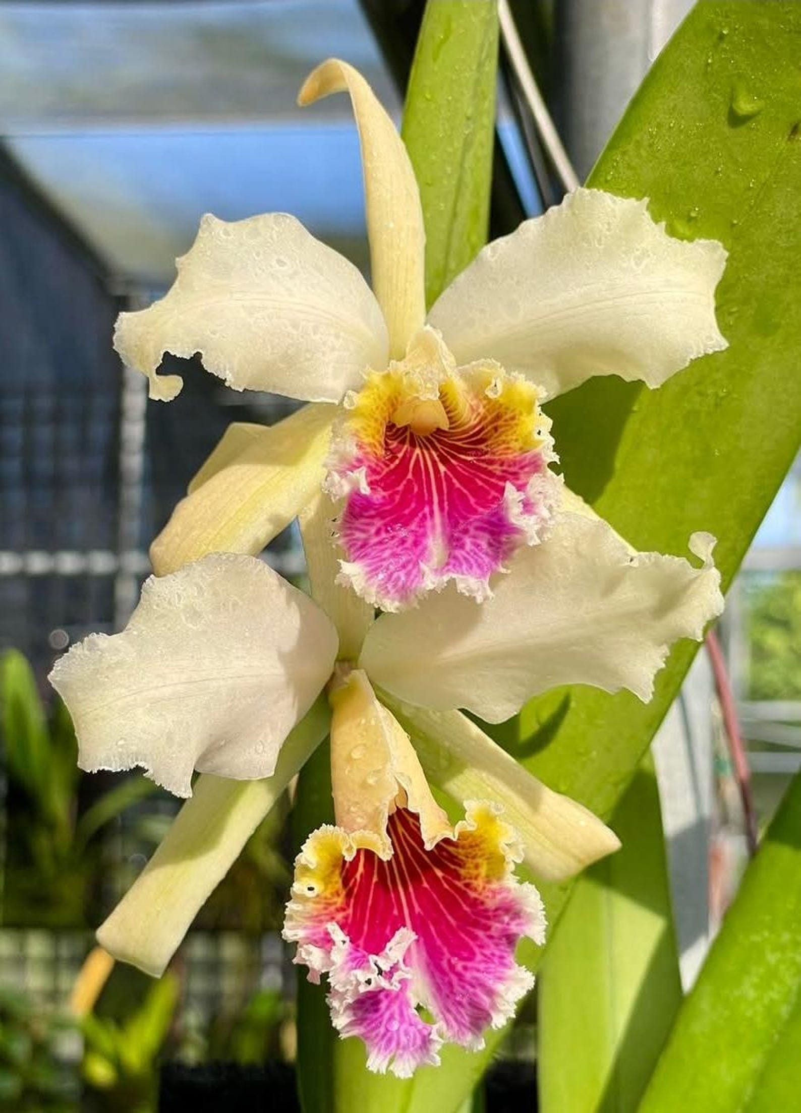 Cattleya Rex '#2' X Self Near Blooming Size, Highly Sought After ...