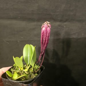 Bulbophyllum treschii. Especie de orquídea bulbophyllum de tamaño floreciente.