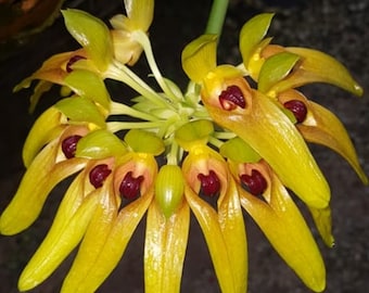 Bulbophyllum graveolens, rare bulbophyllum orchid species. 2.5" pot unique attractive blooms