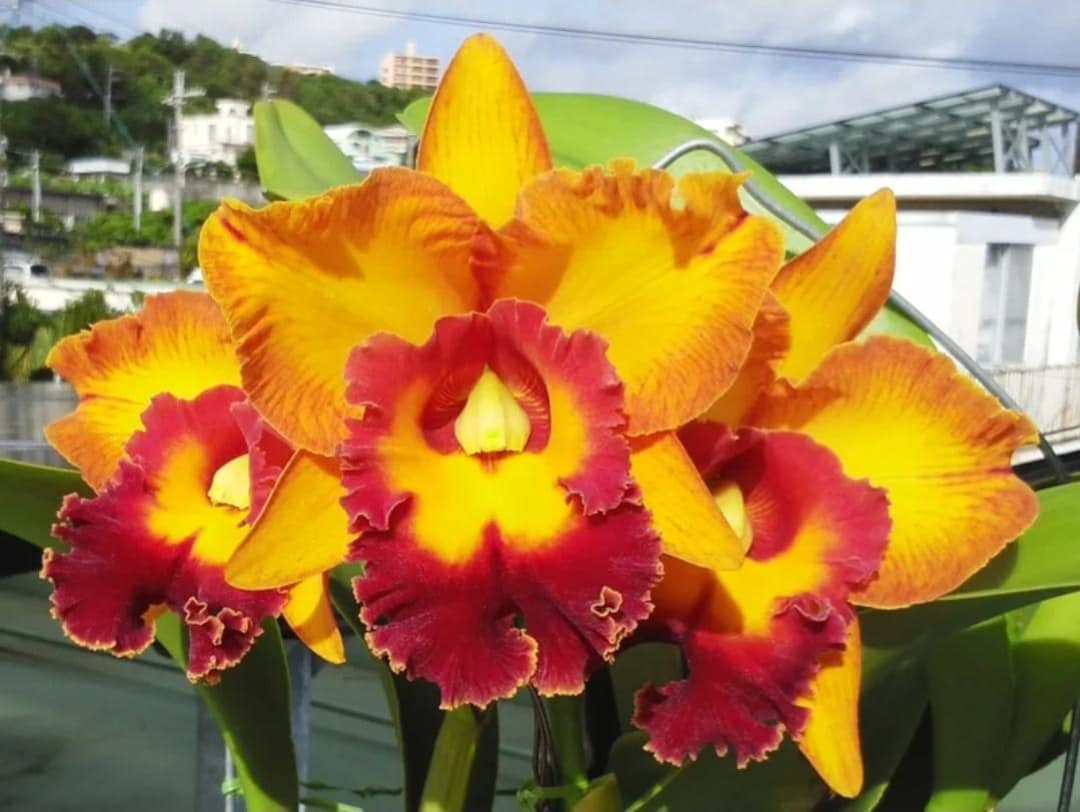 靴 HENRI EN VARGO CATTLEYA GOLD Cattleya gold オープントゥ パンプス ゴールド - HENRI EN VARGO