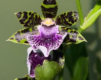 Zygopetalum Blue Hawaii, seed grown remake. Blooming size plants 2.5" pot