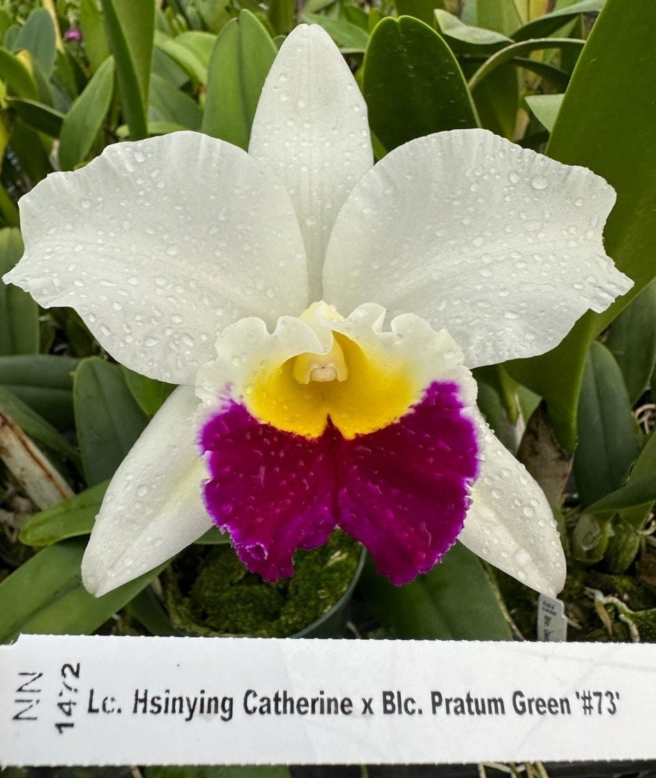 Rlc Hawaiian Island Mint '#73' Blooming Size Cattleya Orchid Clone