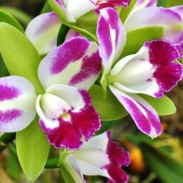Rlc Yen Corona 'Green Genies' Blooming size cattleya orchid clone. Fragrant beautiful blooms