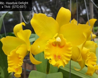 Rth Jariak Delight. Near blooming size cattleya orchid hybrid. Fragrant bright yellow blooms.