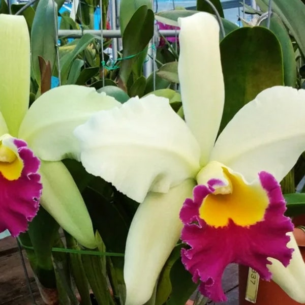 Rlc Pratum Green 'NN' Ibrido di orchidea Cattleya di dimensioni grandi e in piena fioritura. Vaso da 4,5" profumato