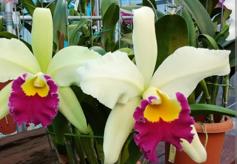 Rlc Pratum Green 'NN' Groß und gesund blühende Cattleya Orchidee Hybride. 11 cm Topf Duftend Bild 1