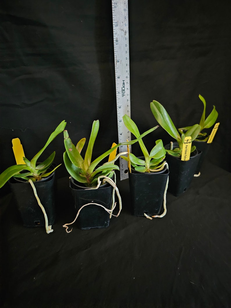 Aerides falcata. Non blooming size vanda type orchid species. Fragrant pendulous bloom spikes. image 3