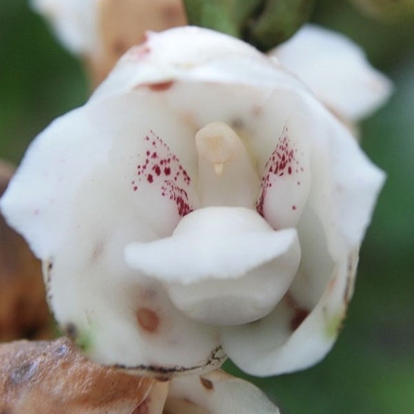 Peristeria elata, bijna bloeiende zeldzame orchideeënsoort. De duivenorchidee. Gezonde planten