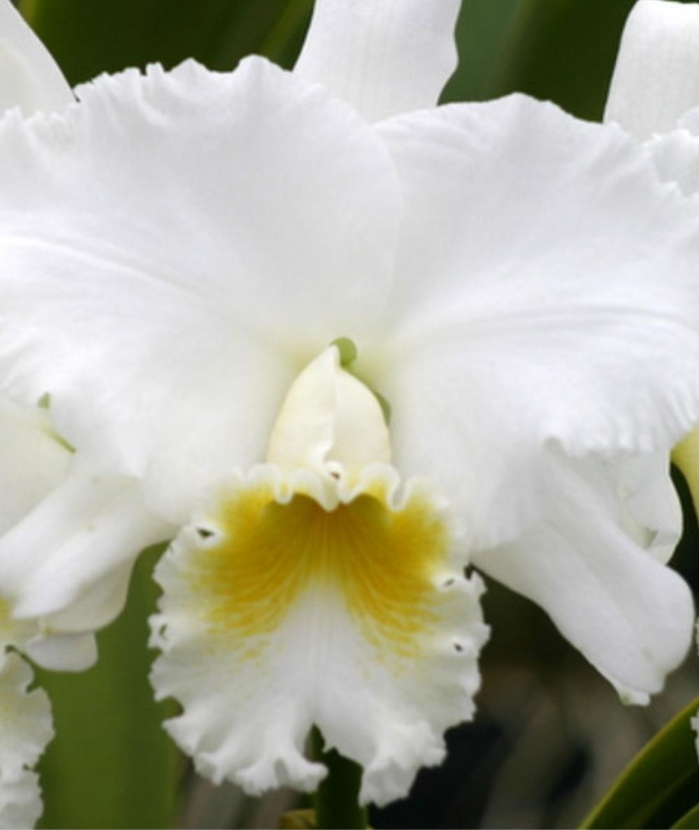 Rlc Wendy Tanaka 'volcano Queen' (rlc Ranger Six X Princess Bells