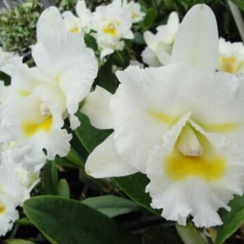 Brassocattleya Island Charm 'OC' (Brassocattleya)