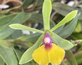Epc Rene Marques &#39;Flamethrower&#39;, híbrido de orquídea Epicattleya quase em tamanho de floração. Flores únicas e lindamente coloridas.