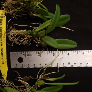 Bulbophyllum electrinum var calvum x sib. Blooming size miniature Bulbophyllum orchod species. image 7