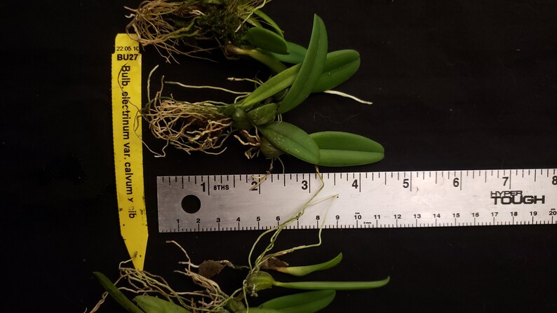 Bulbophyllum electrinum var calvum x sib. Blooming size miniature Bulbophyllum orchod species. image 7