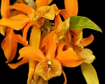 Dendrobium Sheng yi Bumblebee (unicum x Stardust) Blooming size Dendrobium Orchid hybrid