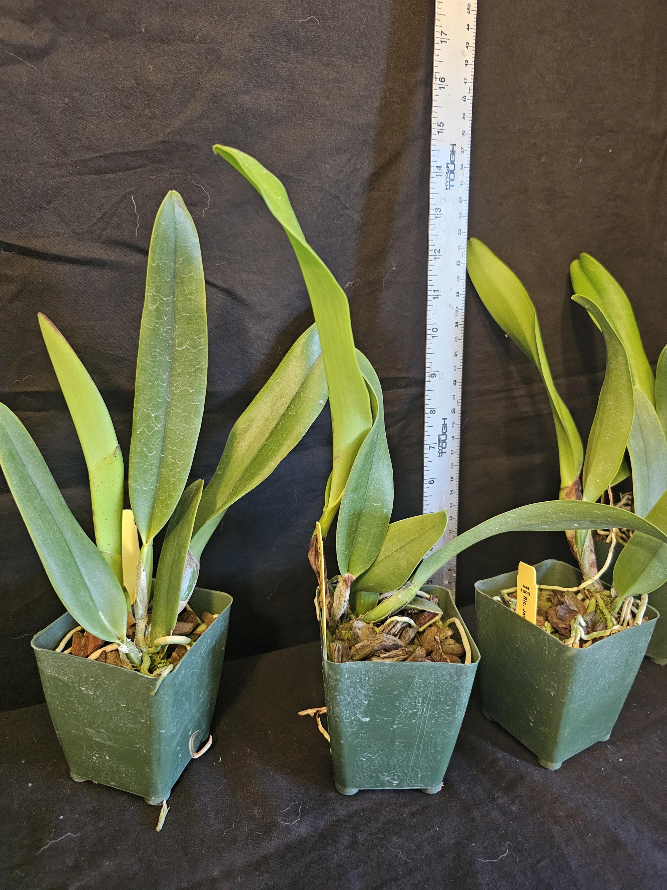Rlc Jac Golden Peacock 'tai Young' Near Blooming Size Cattleya