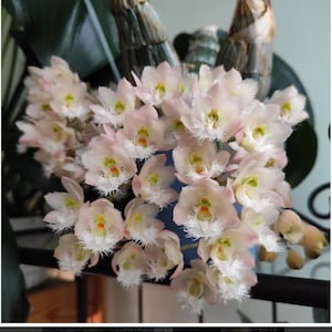 Clowesia Rebecca Northern &#39;Mikabi&#39; Blooming size plants. Nice clones. Wonderful fragrance of grapefruit