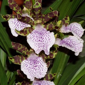 Zygopetalum mackyaii x sib , non blooming size zygopetalum species seedling 2 years till bloom size