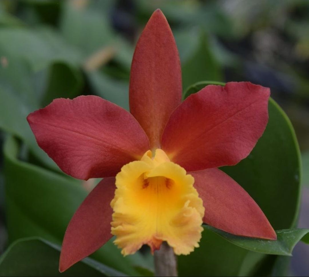 Rlc Lily Marie Almas 'MGR' Near Blooming Size Cattleya Orchid