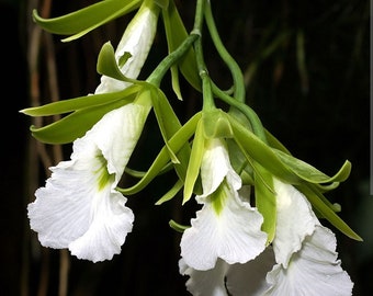Prosthechea (Psh) mariae x sib. Rare orchid species. Blooming size Encyclia type Live orchid. Fragrant