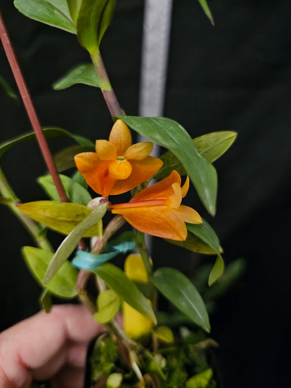 Orchid Species Culture: Dendrobium (Orchard Species Culture