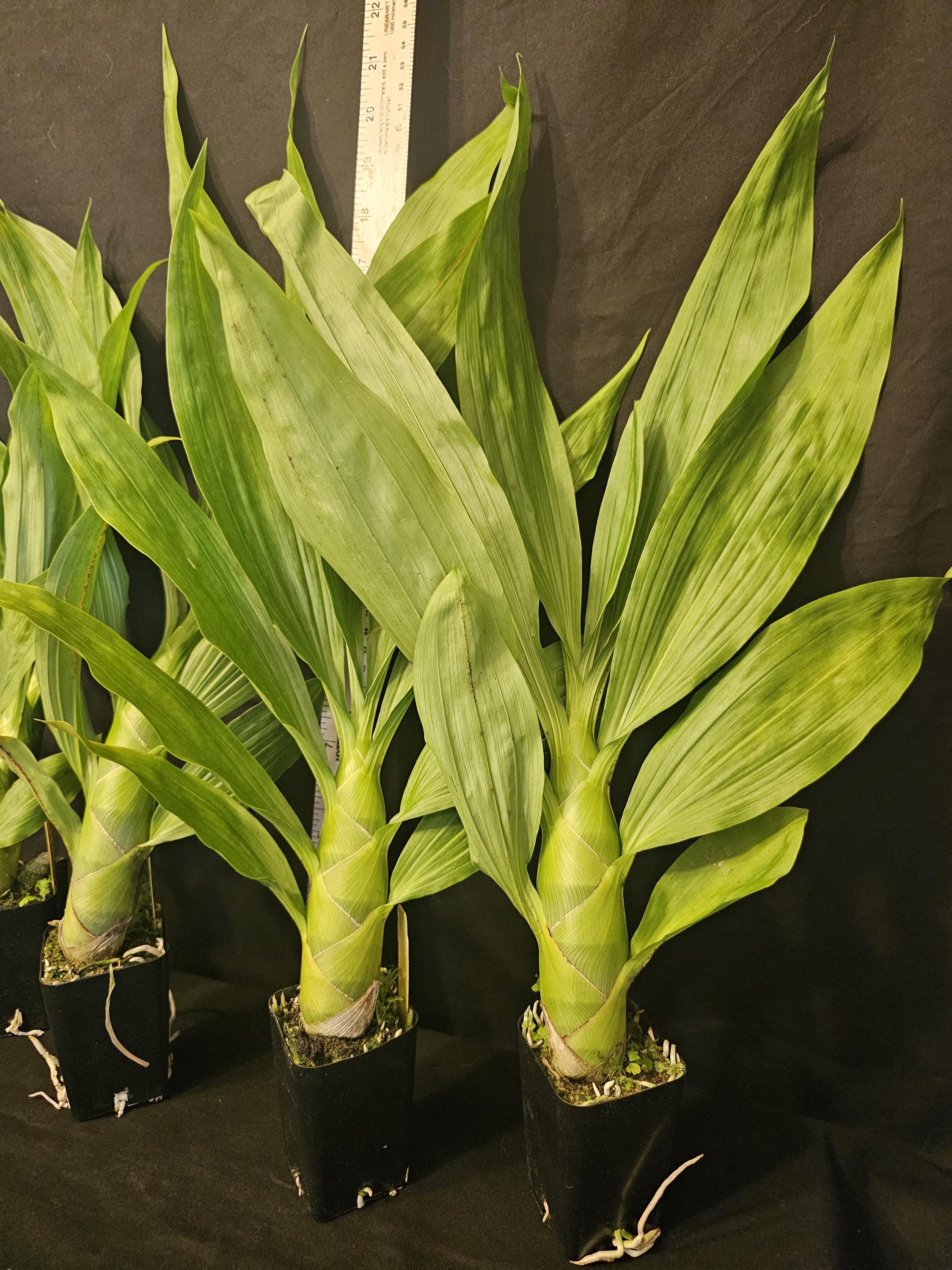 Cycd. Emerald Swans (mormodes Tezontle X Cycnoches Warszewiczii